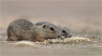 <p>SYSEL OBECNÝ (Spermophilus citellus) --- /European ground squirrel - Europäisches Ziesel/</p>